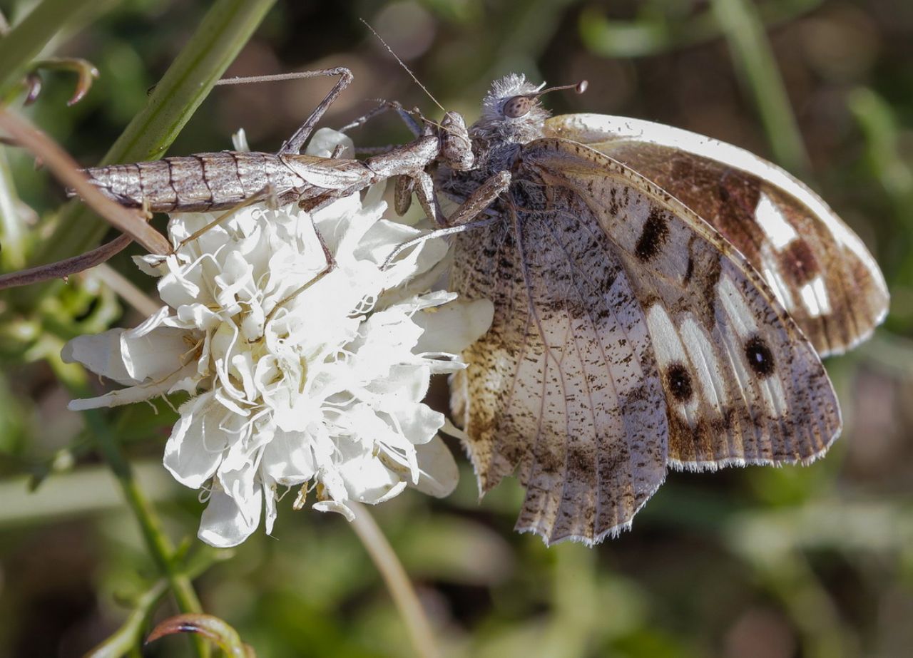 Ameles decolor preda Chazara briseis